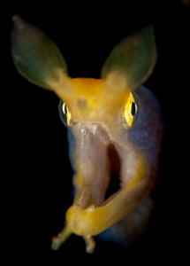 Ribbon eel by Charles Wright 